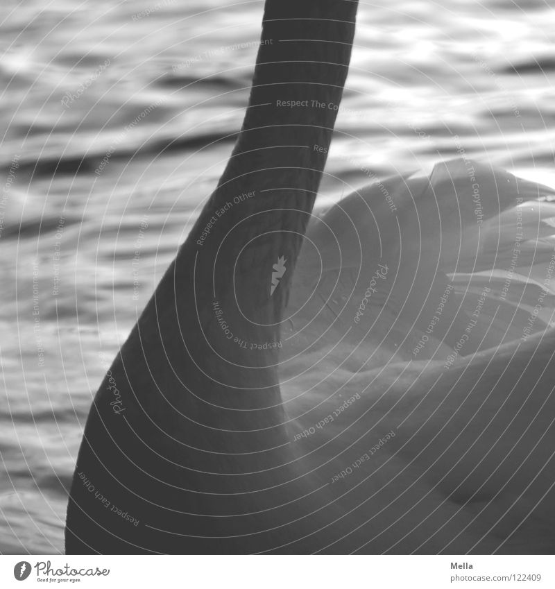 gooseneck Swan Feather Swing Curved Delicate Fine White Bird Waves Undulating Upper body Water Neck Wing wings waterfowl Detail Parts of body Float in the water