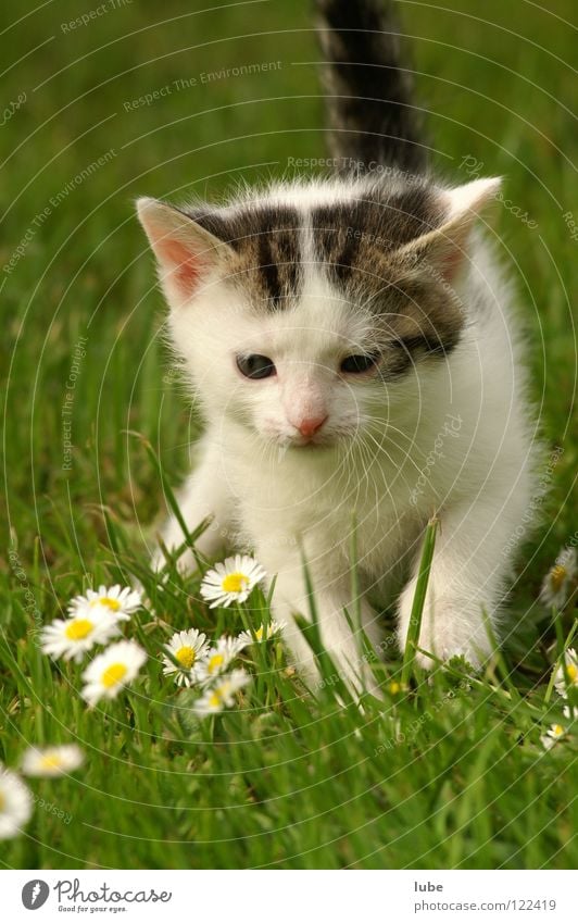 pussycat Cat Daisy Grass Mammal young cat Domestic cat