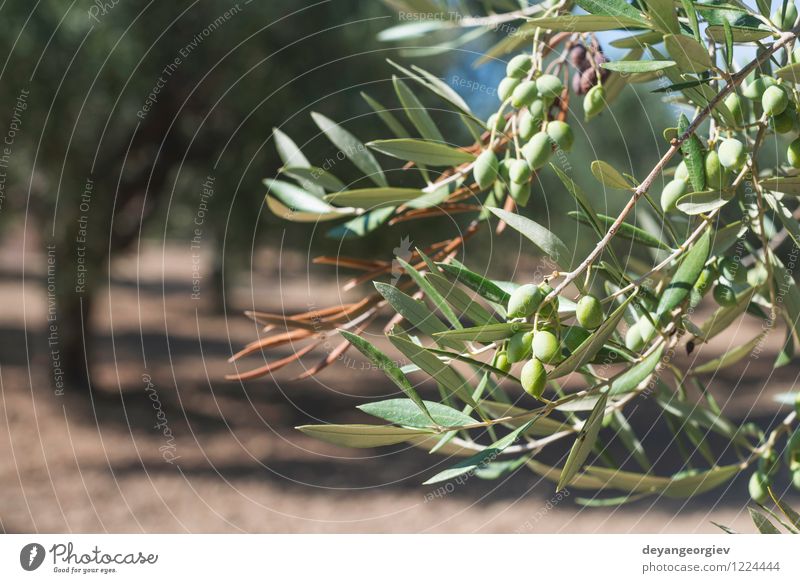 21,800+ Ripe Olives Branch Stock Photos, Pictures & Royalty-Free Images -  iStock