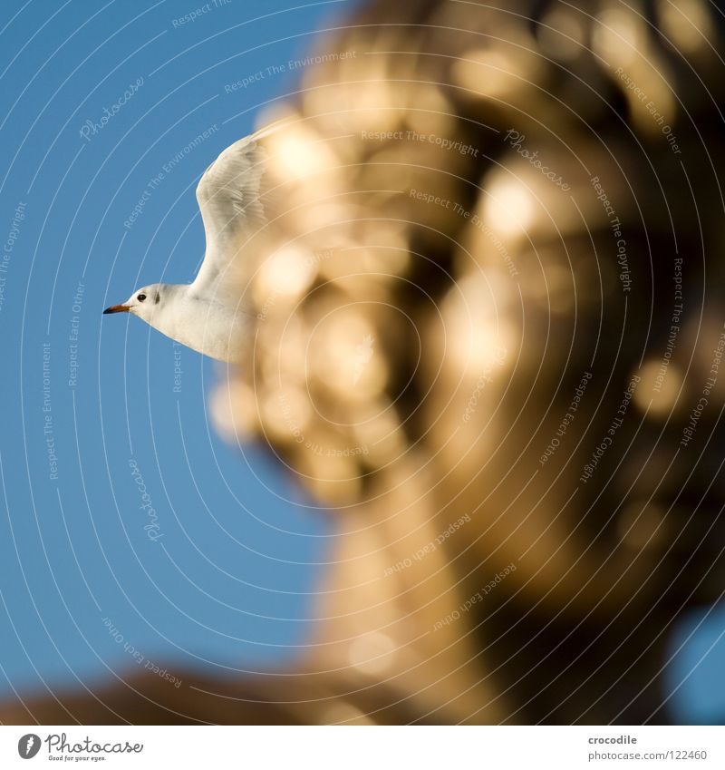 seagull portrait Schärding Seagull Blur Beak Beat Bird Flying Head Hair and hairstyles Gold Wing Freedom Sky Blue Feather