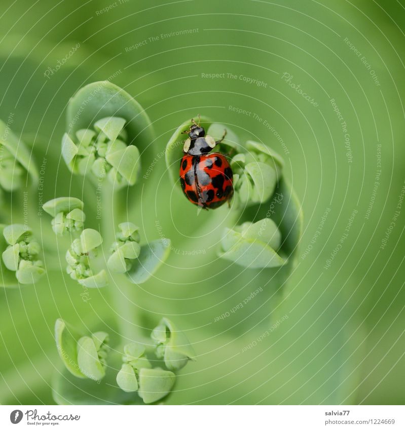 View from above Healthy Well-being Senses Calm Nature Plant Animal Spring Summer Leaf Foliage plant Garden Wild animal Beetle 1 Discover Relaxation To enjoy