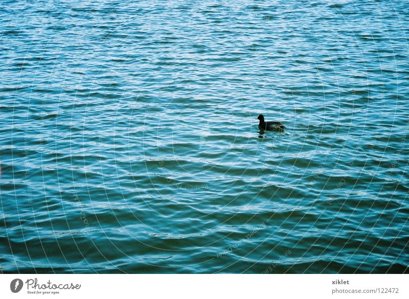 duk Lake Summer Animal Bird Life Black Uniqueness Nature Duck Water Blue Loneliness Waves Germany Pond Surface of water Float in the water Swimming & Bathing