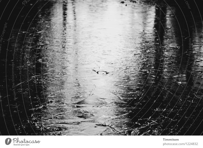 Thin ice. Environment Nature Water Winter Ice Frost Tree Lanes & trails Looking Esthetic Dark Cold Gray Black Emotions Shadow Reflection Black & white photo