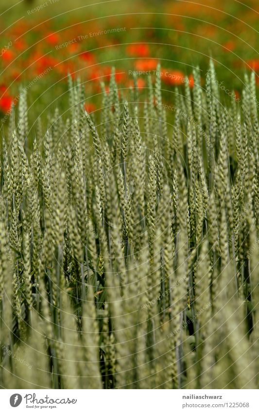 Wheat field in spring with poppies Summer Agriculture Forestry Nature Landscape Plant Spring Agricultural crop Grain Grain field Field Blossoming Growth Natural