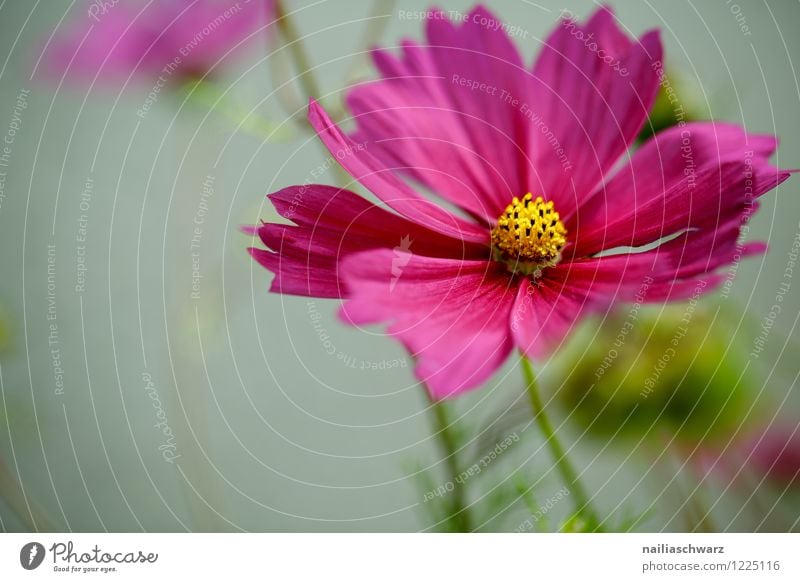 Cosmos bipinnatus Environment Nature Plant Spring Summer Flower Blossom Agricultural crop Garden Park Meadow Field Blossoming Growth Fragrance Fresh Beautiful