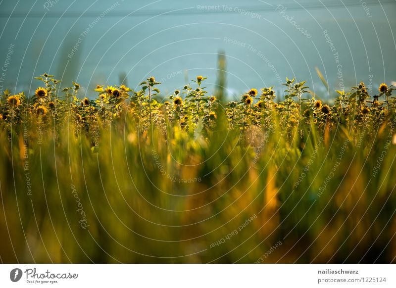 Field with sunflowers Summer Agriculture Forestry Environment Nature Plant Flower Blossom Agricultural crop Blossoming Growth Authentic Natural Beautiful Many