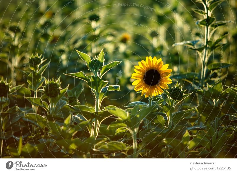 Field with sunflowers Nature Landscape Plant Blossom Agricultural crop Fragrance Natural Beautiful Many Yellow Green Happiness Spring fever Romance Peaceful