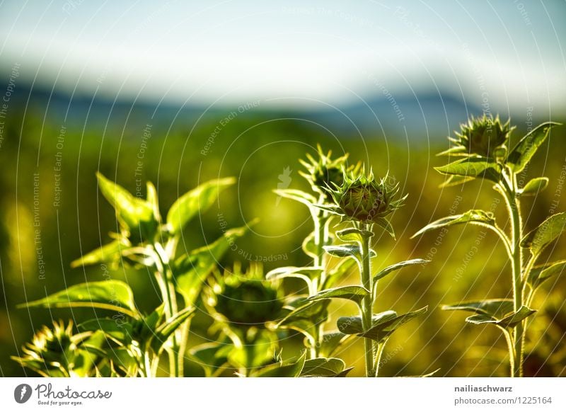 Field with sunflowers Summer Agriculture Forestry Environment Nature Landscape Plant Sunrise Sunset Sunlight Flower Blossom Agricultural crop Mountain
