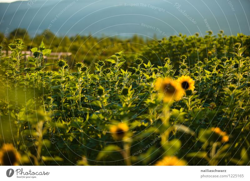 Field with sunflowers Summer Agriculture Forestry Environment Nature Landscape Plant Horizon Beautiful weather Flower Blossom Agricultural crop Hill Growth