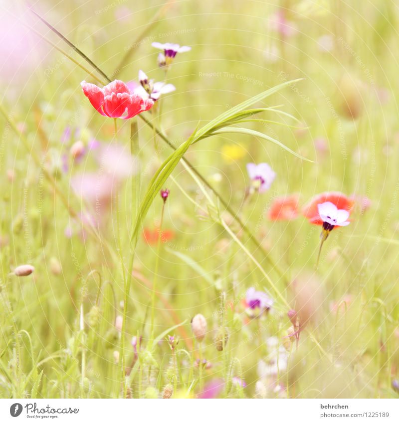 A Nature Plant Spring Summer Autumn Beautiful weather Flower Grass Wild plant Poppy Garden Park Meadow Field Blossoming Growth Kitsch Violet Pink Red