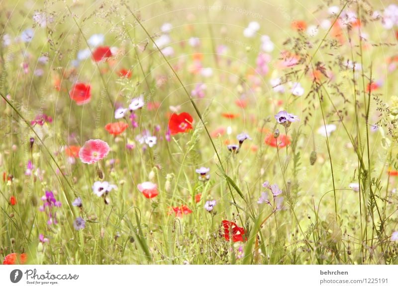 woman summer sends her greetings... Nature Plant Spring Summer Beautiful weather Flower Grass Leaf Blossom Wild plant Poppy Garden Park Meadow Blossoming Growth
