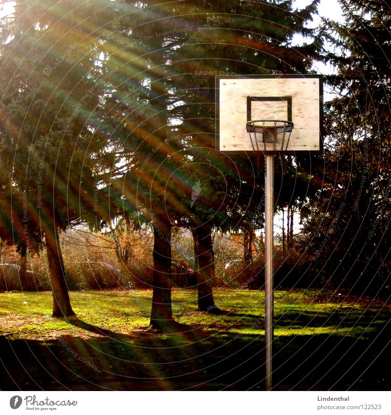 Bermuda Ball Basketball basket Fir tree Tree 3 Triangle Sun Playing Light Sports Light (Natural Phenomenon) Lighting sunshine triple three play fun game match