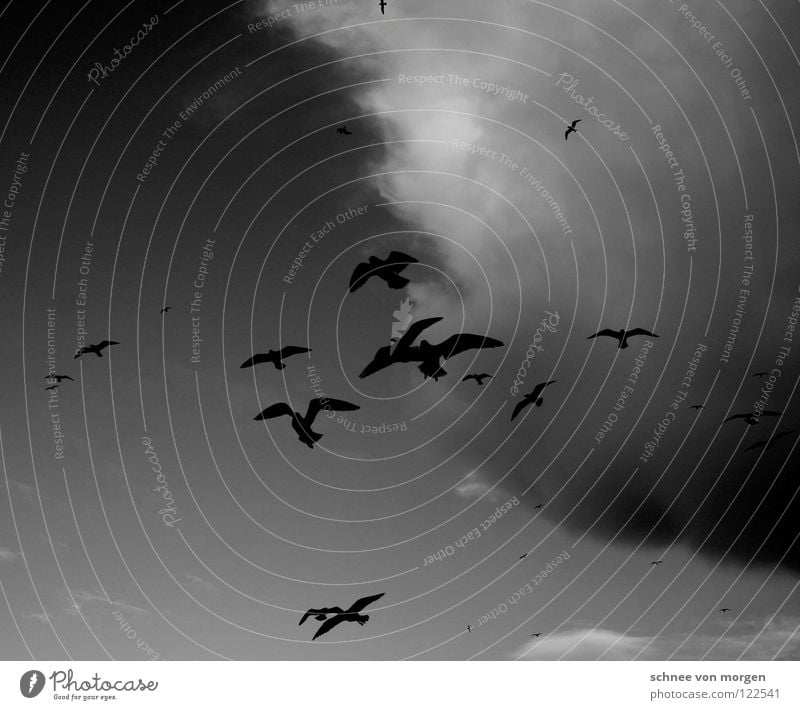 Skywards Bird Lake Seagull Clouds Black White Animal Winter Flying Weather Life