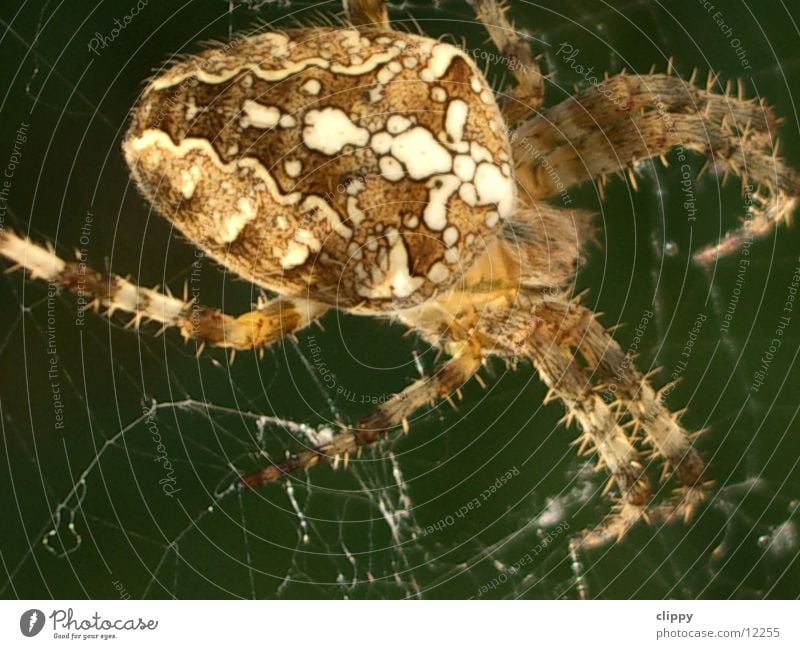 spider Spider Cross spider Transport Macro (Extreme close-up) Net