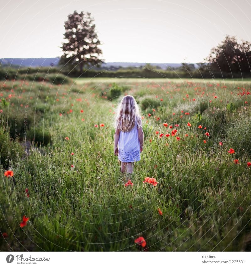 In the poppy field Human being Feminine Child Girl Infancy 1 3 - 8 years Environment Nature Plant Spring Summer Beautiful weather Flower Poppy field Field