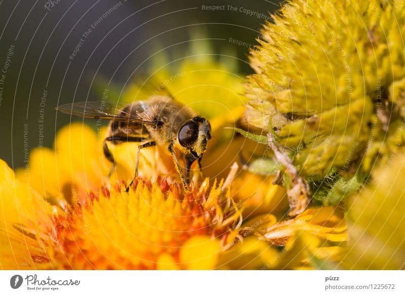 bees and flowers Environment Nature Plant Animal Spring Summer Beautiful weather Flower Wild plant Garden Meadow Farm animal Wild animal Bee 1 Yellow Insect