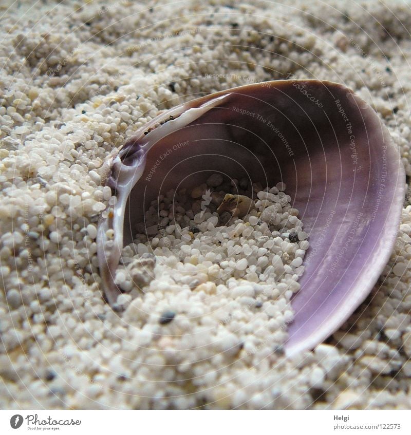 Close-up of a mussel in coarse sand Mussel Beach Find Eliminate Coast Ocean Gravel Pebble Sand Grain Grain of sand Pattern White Violet Brown Vacation & Travel