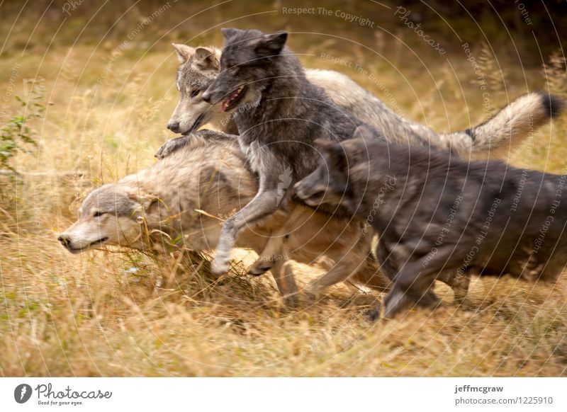 Grey Wolf Pack at Play Nature Animal Wild animal wolves 4 Group of animals Running Playing Romp Aggression Yellow Gray Black Exciting Excitement Playful