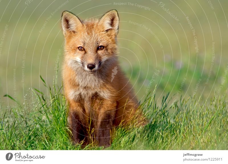 volpe Grass Meadow Animal - a Royalty Free Stock Photo from Photocase