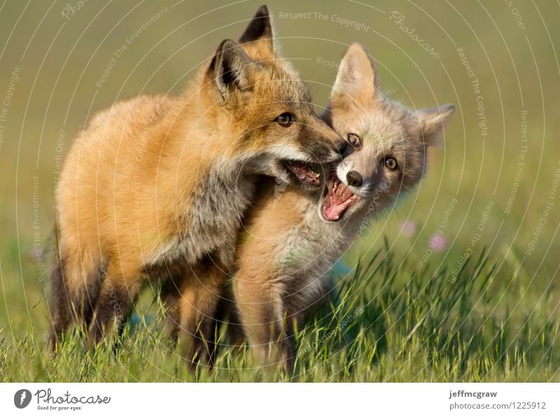 Young Fox Kits Playing Nature Animal Meadow Wild animal 2 Baby animal Touch Fight Romp Happiness Cuddly Brown Green Orange Friendship Love of animals adorable