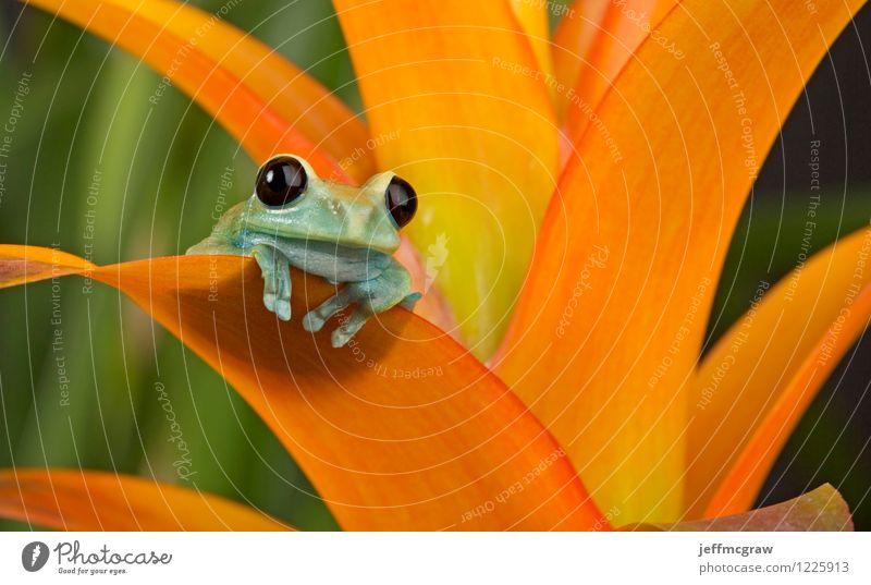 Treefrog Enjoying the View Environment Nature Plant Animal Foliage plant Exotic Pet Frog Animal face 1 Looking Sit Bright Beautiful Uniqueness Small Cute Yellow