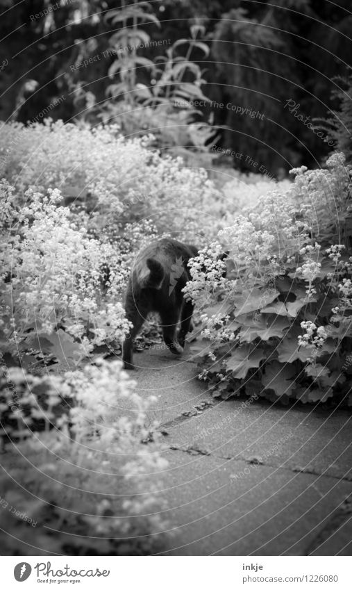 hobo Leisure and hobbies Garden Environment Plant Animal Spring Summer Flower Pet Cat Hind quarters 1 Walking Life Prowl Black & white photo Exterior shot