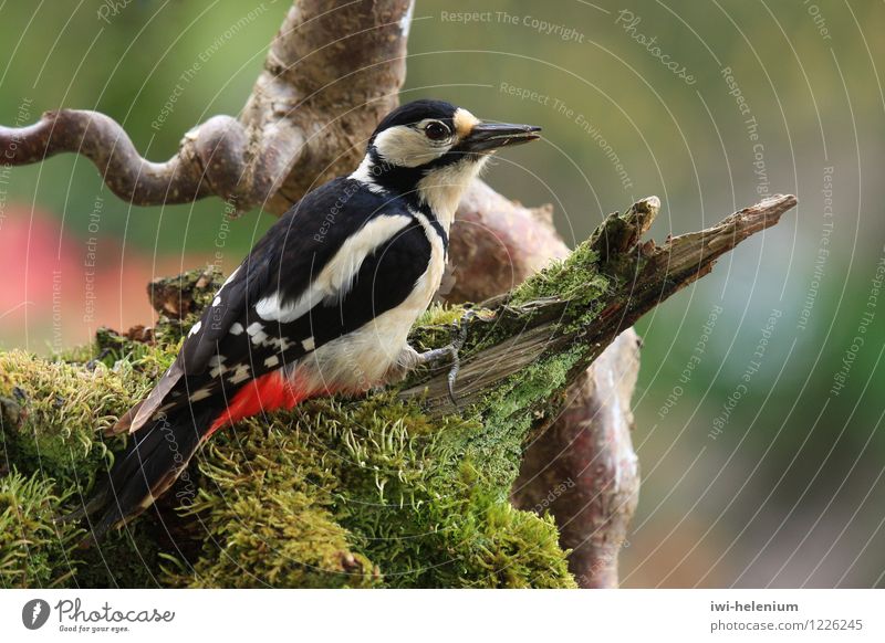 great spotted woodpecker Animal Bird Wood Observe Sit Curiosity Brown Red Black White Attentive Watchfulness Moss Branch Root Dendrocopos major
