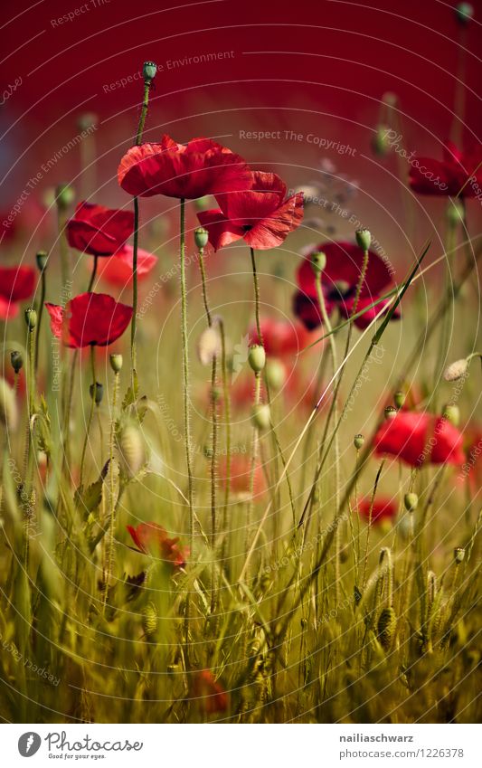 poppy meadow Summer Environment Nature Landscape Plant Flower Blossom Meadow Field Natural Beautiful Many Green Red Romance Peaceful Poppy Corn poppy