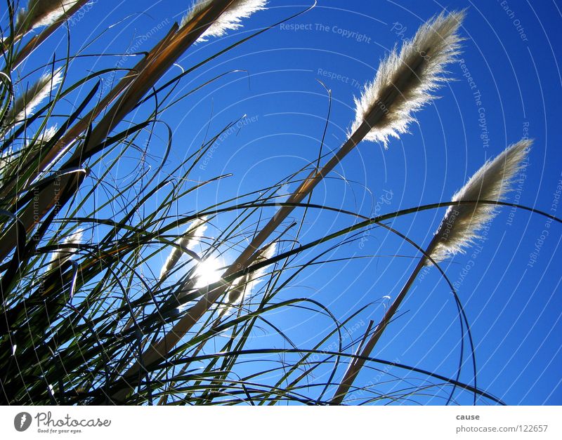 meadow happiness Meadow Blade of grass Grass Straw Green Spring Sun Blue Sky Wind