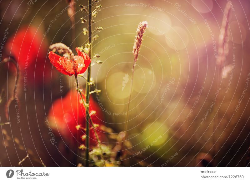 Tuesdays-MOHN II Elegant Style Design Nature Plant Summer Beautiful weather Grass Blossom Wild plant Poppy Corn poppy Fern Grass blossom Meadow bokeh