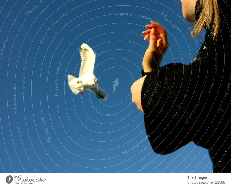 seagull flight Seagull Beak Feed Feeding Bird Coast Ocean Beach Hand Fingers Vacation & Travel Woman Feminine Joy Wing Baltic Sea Relaxation