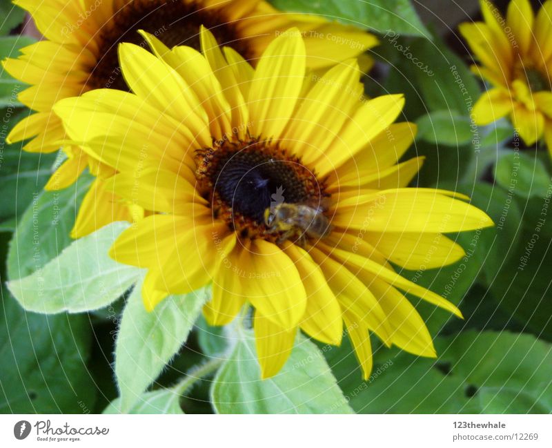 very sunny Sunflower Yellow Green Bee