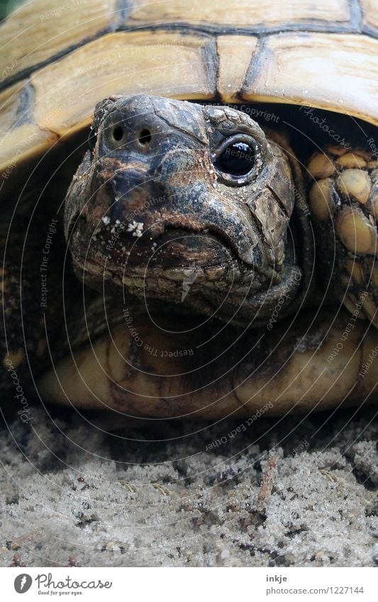 Oskar, 38 years old Pet Wild animal Animal face Turtle Tortoise 1 Looking Old Authentic Exceptional Near Cute Endangered species Colour photo Exterior shot