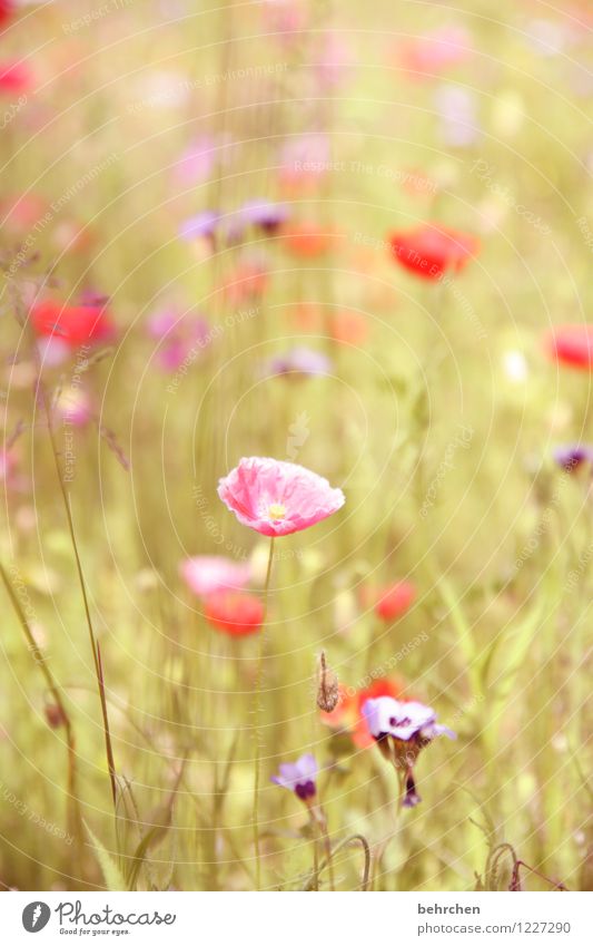 pink mo(h)nday Nature Plant Spring Summer Autumn Beautiful weather Flower Grass Leaf Blossom Wild plant Poppy Garden Park Meadow Field Blossoming Fragrance