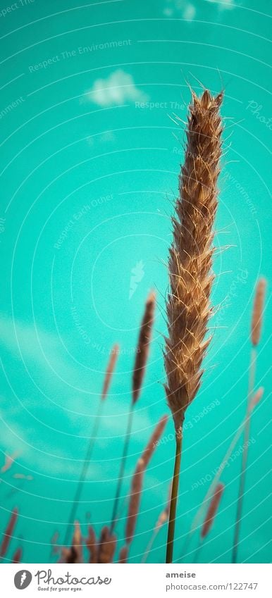 What am I? [ ] Rye, [ ] Wheat, [ ] Barley or [ ] Oats? Clouds Ear of corn Blade of grass Exterior shot Summer Country life Agriculture Healthy Air Sky Grain