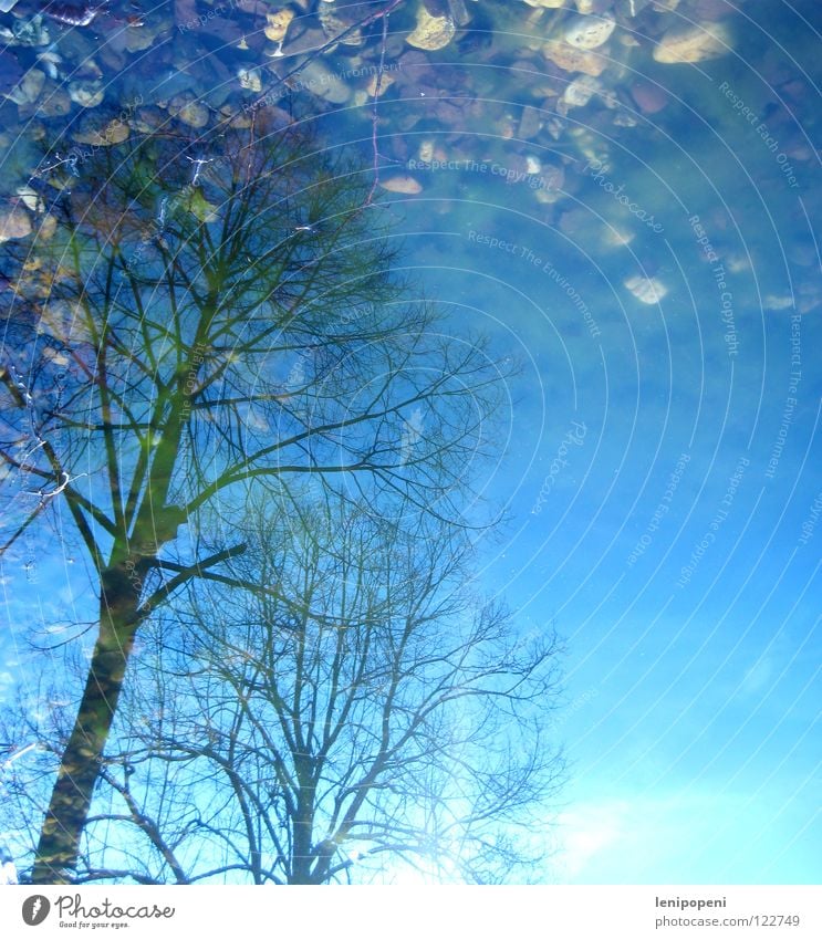 overturning Pond Lake Reflection Light Tree Winter Grow hazy Algae Opposite On the head Water Stone Sky Bright Sun Connect Treetop Autumn Leaf Cold Wet Lamp