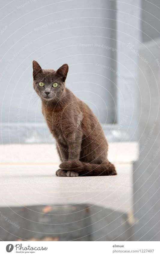 stretched like a flash of lightning Animal Pet Cat 1 Arrow Watchfulness Question mark Looking Sit Elegant Glittering Beautiful Cute Brown Black Attentive