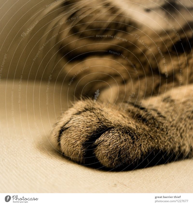 cat's paw Animal Pet Cat Pelt Paw 1 Relaxation Sleep Wait Brown Multicoloured Yellow Gold Colour photo Interior shot Close-up Detail Deserted Copy Space bottom