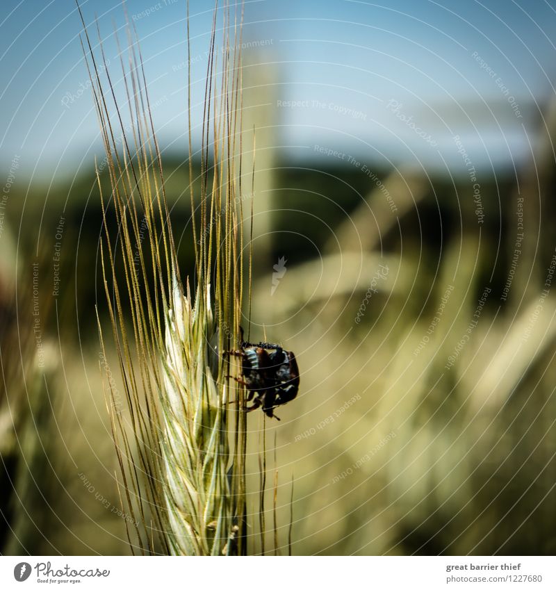 Beetle hour on grain Environment Nature Landscape Animal Spring Summer Beautiful weather Plant 2 Touch Exceptional Athletic Uniqueness Grain field Colour photo