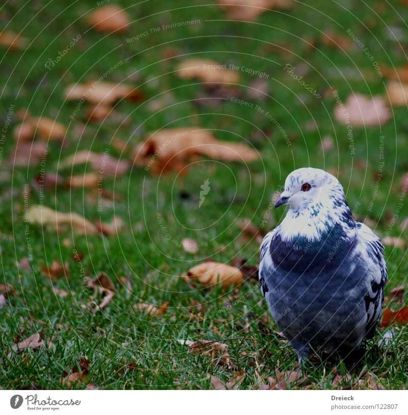Groom Pigeon Bird Plumed Beak Green White Animal Meadow Grass Waddle Air Leaf Blade of grass Feeding Grain Park Sky Wing Feather Beautiful weather Blue Nature
