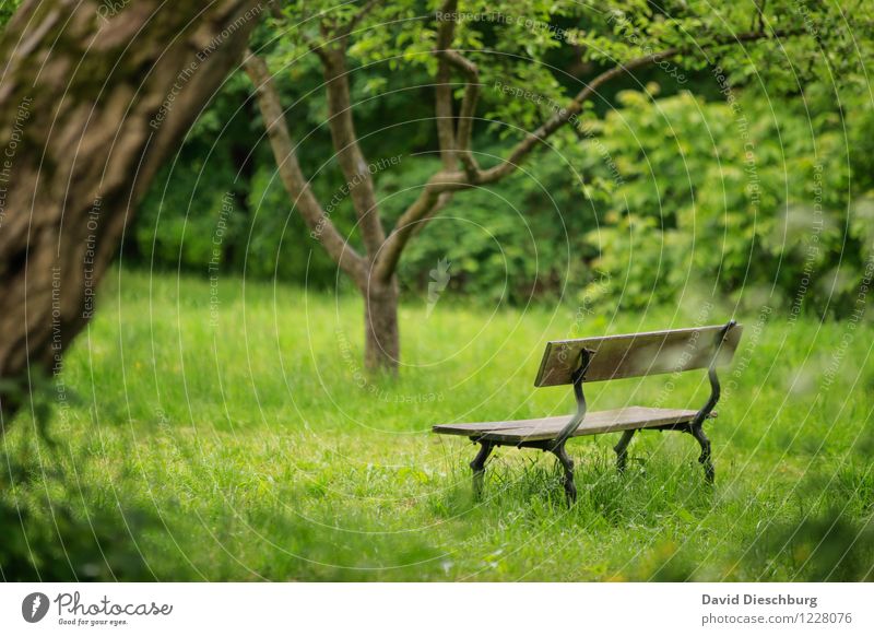 REST II Relaxation Calm Meditation Fragrance Leisure and hobbies Vacation & Travel Nature Plant Animal Spring Summer Beautiful weather Tree Grass Garden Park