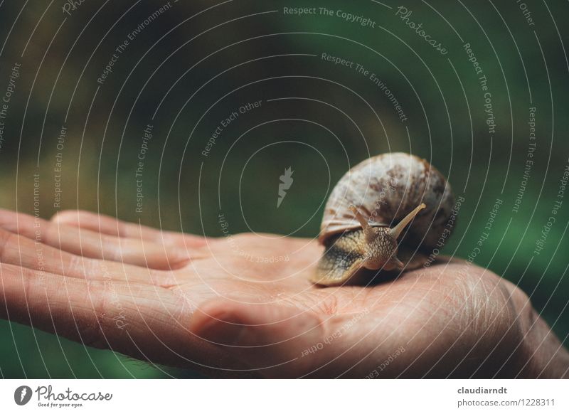 hand cajoler Human being Masculine Hand Environment Nature Animal Wild animal Snail Vineyard snail 1 Movement Disgust Slimy Environmental pollution Crawl