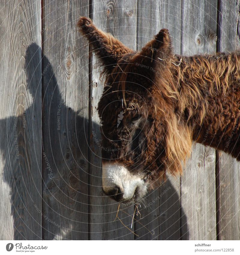 Easter bunny donkey To feed Oversleep Shadow play Wooden wall Mammal Facial hair Pelt Cute Sweet Assistant in the next life rabbit Ears are already there