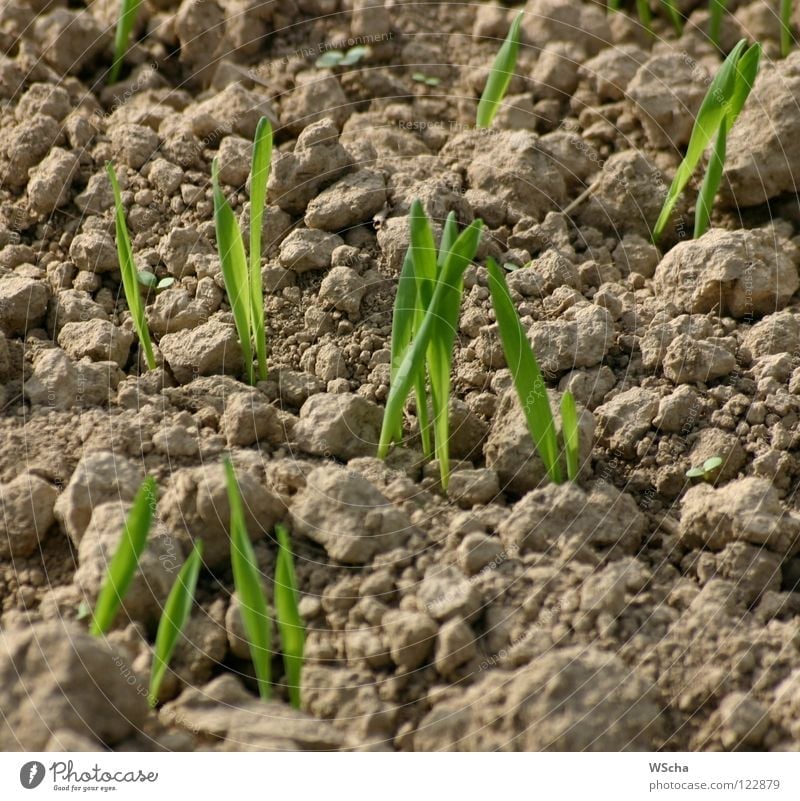 The seed is sown Sowing Green Field Agriculture Maturing time Spring Nature Earth Growth