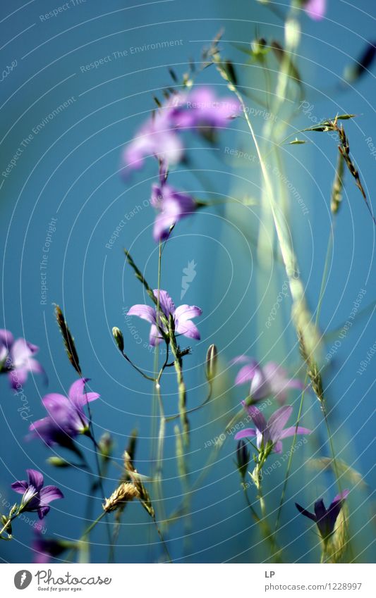 purple flowers Environment Nature Landscape Plant Elements Air Sky Cloudless sky Sunlight Spring Summer Climate Beautiful weather Flower Grass Leaf Wild plant