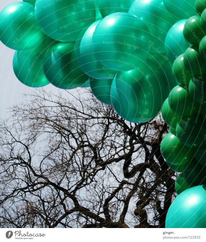 Green balloons vs. twigs Sky Blue Colour Bright green Dark green Headstrong Slate blue Branch Deserted Many Exterior shot Branchage Day Interconnected Large