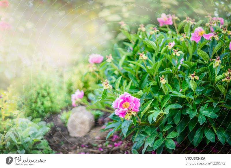 Peony bush in the garden Lifestyle Style Design Summer Garden Nature Plant Spring Bushes Leaf Blossom Park Oasis Yellow Pink Fragrance Background picture Flower