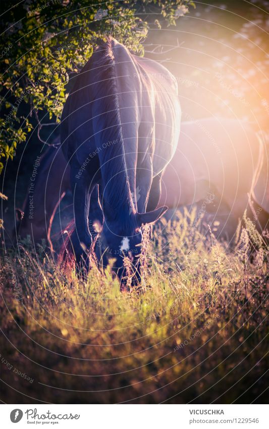 Horses graze in the sunset Lifestyle Design Ride Summer Nature Plant Animal Autumn Beautiful weather Meadow Forest Farm animal 2 Pasture Sunset Light Peaceful