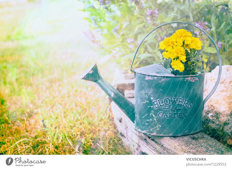 Old watering can with garden flowers Design Summer Dream house Garden Nature Plant Spring Autumn Beautiful weather Flower Leaf Blossom Bouquet Retro Yellow