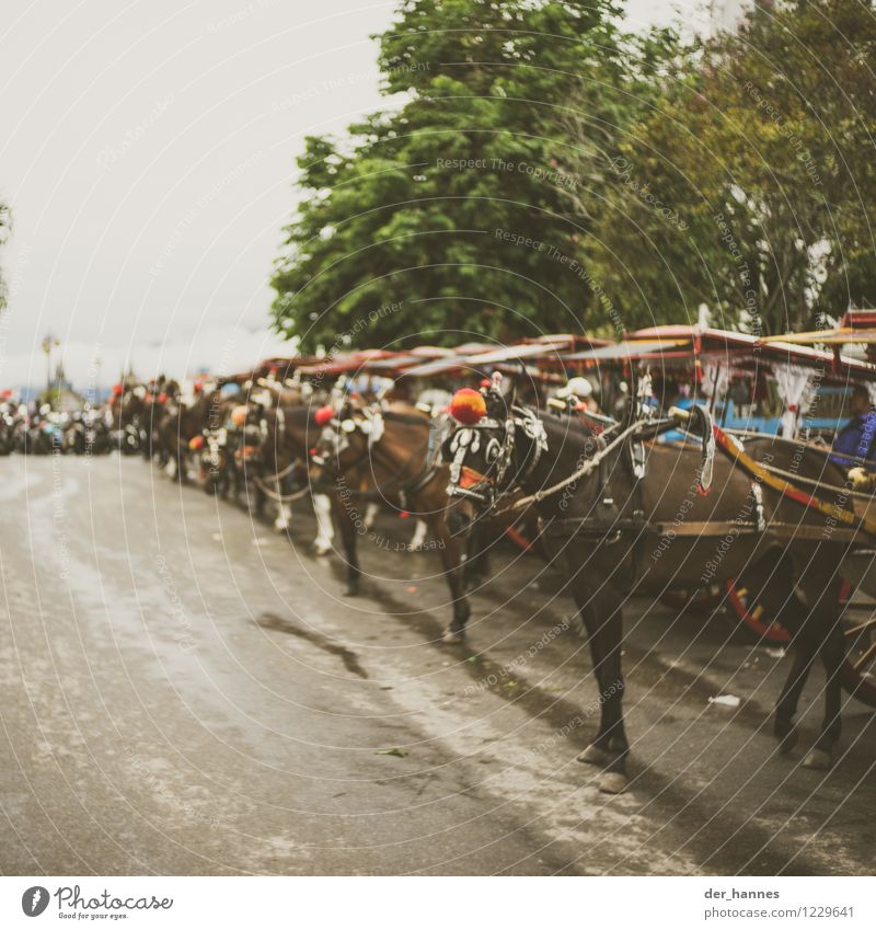 hopp.102 Ride Bad weather Means of transport Horse-drawn carriage Group of animals Herd Vacation & Travel Old Indonesia Sumatra Subdued colour Exterior shot